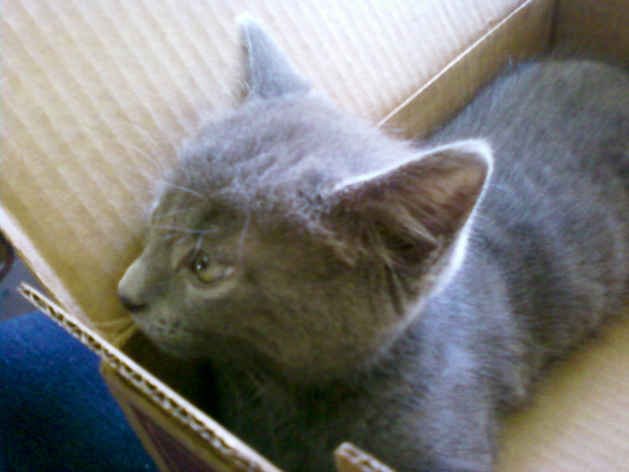 cat